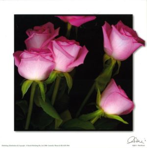 Pink Roses Photographic Print