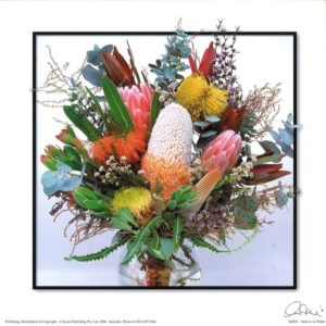 Native Flowers On White Background Photographic Print