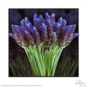 Lavender Photographic Print