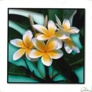 Frangipani White And Yellow Photographic Print