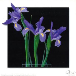 Three Irises Photographic Print