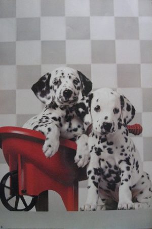 Dalmatians Barrow