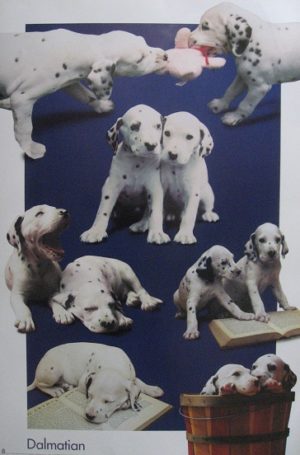 Dalmatian - Puppies