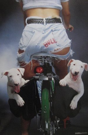 Bull Terriers Poster