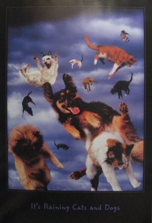 It's Raining Cats and Dogs Poster