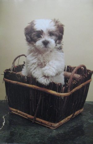 Dog in a Basket