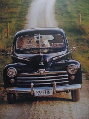 K9 Fun Dogs Driving Car Poster