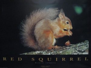 Red Squirrel