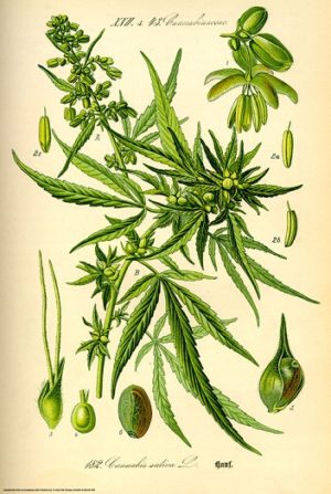 Cannabis Sativa Poster