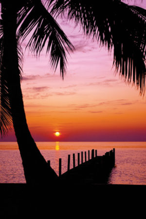 Palm Tree Jetty Poster