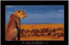 Song Of Africa Leopard Poster