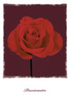 Rose of Passion Passionata Poster