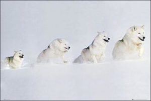 Wolves Running in Snow Poster