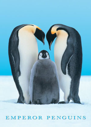 Emperor Penguins