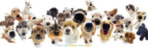 Best Things In Life Are Furry Dogs Slim Poster