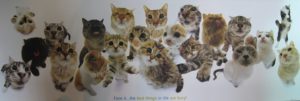Best Things In Life Are Furry Cats Slim Poster