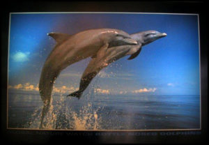 Dolphins Bottlenose Poster