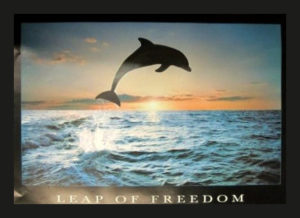 Dolphin Leap Of Freedom Poster