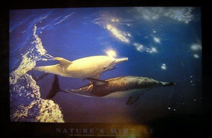 Dolphin White Nature's Miracle Poster