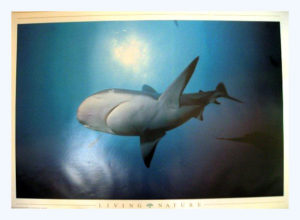 Living Nature Shark