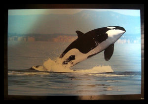 Breaching Orca