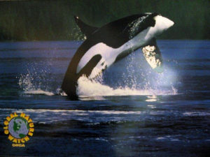 Global Nature Watch Orca