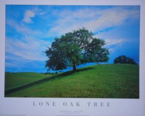 Lone Oak Tree Mini Poster