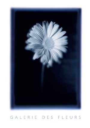 Galerie des Fleurs Daisy