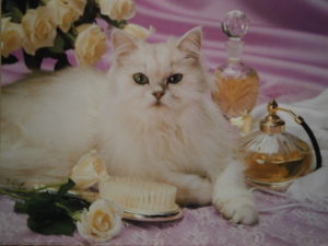 Persian Cat Mini Poster