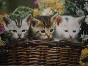 Three Kittens in a Basket Mini Poster