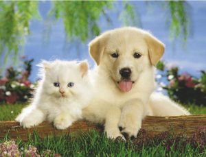 Real Pals Kitten and Puppy Mini Poster