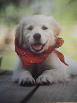 Bandana Puppy Mini Poster