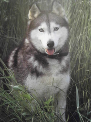 Husky Dog Mini Poster