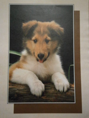 Collie Puppy Mini Poster