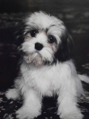 Fluffy the Puppy Mini Poster