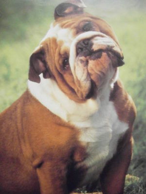 Bulldog Mini Poster