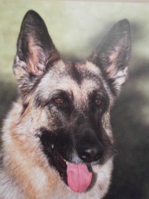 German Shepherd Mini Poster