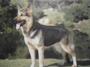 German Shepherd Horizontal Mini Poster