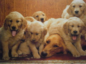 Mum and Pups Mini Poster