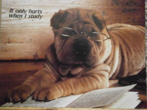 Shar-Pei with Glasses Mini Poster