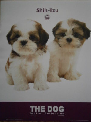 The Dog Shih-Tzu Artlist Collection Mini Poster