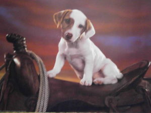 Jack Russell Puppy Mini Poster