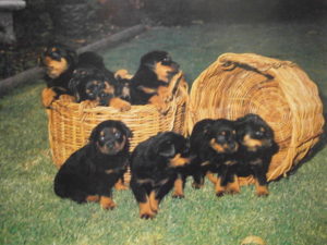 Rottweilers in Baskets