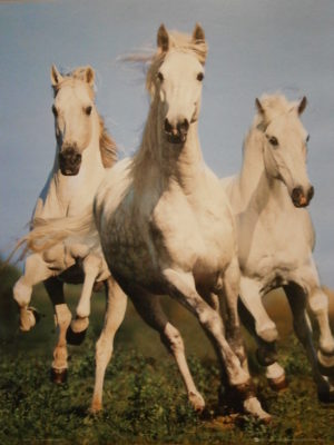 Galloping Horses Mini Poster