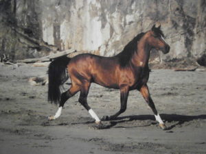 Horse on Beach Mini Poster