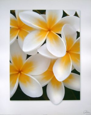 Elaine's Frangipanis Mini Poster