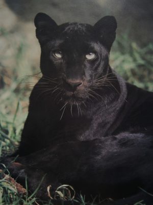 Black Panther