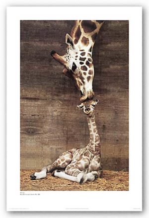 Makulu Giraffe White Border Mini Poster