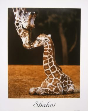 Shahni Giraffe Mini Poster