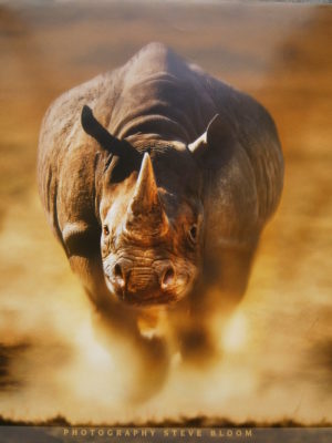 Charging Rhino Mini Poster